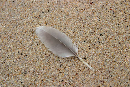 Feather on beach in Galapagos Islandsの写真素材