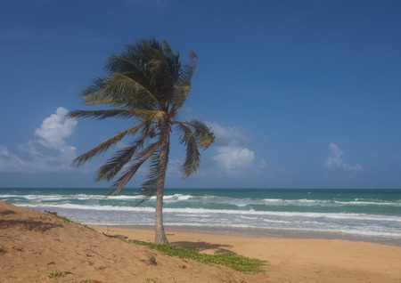 Palm tree on Karon Beach, Phuket, Thailand.の写真素材
