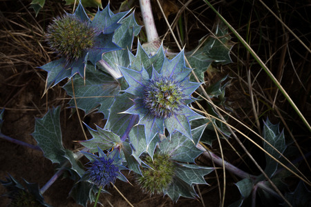 Eryngo A flowering plant often found on sand dunes at the seaside, also called Sea Holly.の写真素材