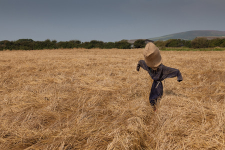 A scarecrow in a field of wheat on the Gower peninsula, Wales, UKの写真素材