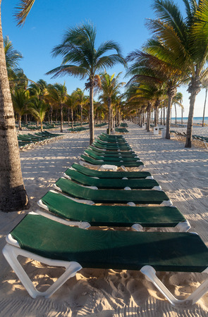 Rows of palm trees and empty sunbeds on a Mexican beach on the YucatÃ¡n Peninsulaの写真素材
