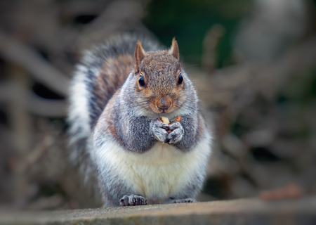 Eastern tree squirrel eating peanuts The eastern gray squirrel or grey squirrel, depending on region, is a tree squirrel in the genus Sciurusの写真素材