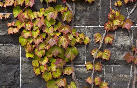 Ivy clinging to an old stone wallの写真素材