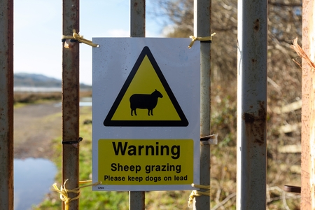 Warning sheep grazing A typical british farm sign warning that there are sheep around and asking you to keep you dog on a leashの写真素材