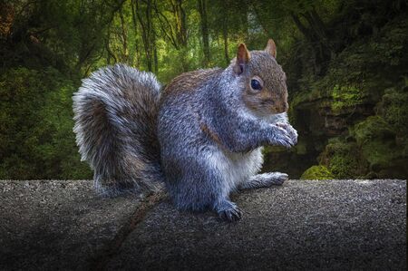 The eastern gray squirrel or grey squirrel, a tree squirrel in the genus Sciurus