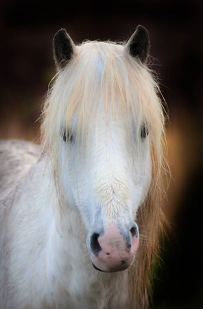 A wet and bedraggled wild pony on the Gower peninsula, Swansea, South Wales. UK.の写真素材