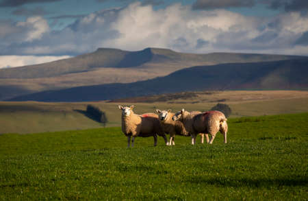 Sheep and the twin peaks of Pen y fan and Corn Ddu, the highest mountains in South Wales UKの写真素材