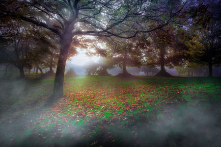 Autumn leaves, dew ridden grass and misty moonlight. A compilation of three photos.の写真素材
