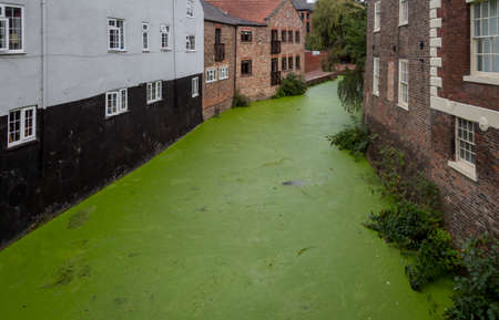 Editorial York, UK - September 28th, 2021: The river Foss in the centre of the city of York, covered in a green duckweedのeditorial素材