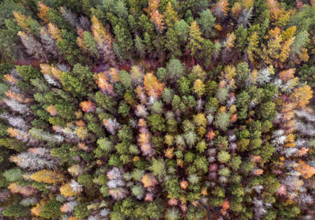 A drone view of a forest in Wales turning into Autumn coloursの写真素材