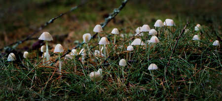 Mycena arcangeliana, more commonly known as the angel's bonnet or the late-season bonnet is a...