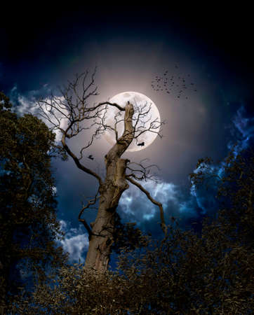 A compilation of four photographs to create a spooky halloween style sceneの写真素材