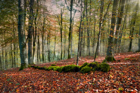 Autumn colours in a forest in Carmarthenshire South Wales UKの写真素材