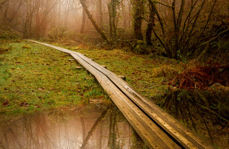A walkway made from planks of wood laid down in the forest at Nant Llech in the Swansea Valley, South Wales UKの写真素材