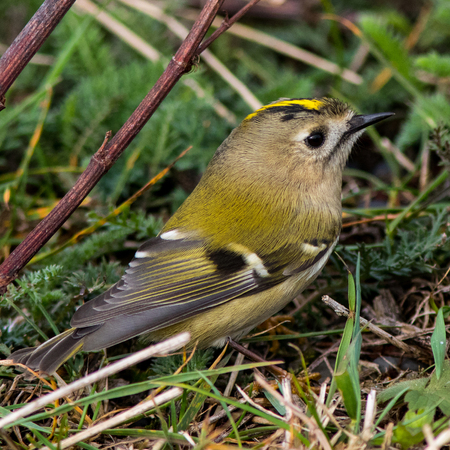Goldcrest (Regulus regulus) on autumn migration at Ottenby, Oland, Iceland, Sweden,の写真素材
