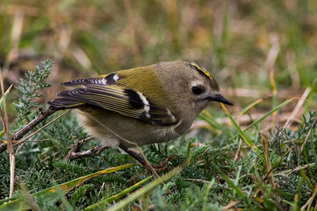 Goldcrest (Regulus regulus) on autumn migration at Ottenby, Oland, Iceland, Sweden,の写真素材