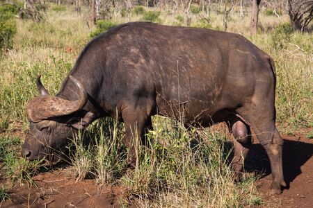 African Buffalo (Syncerus caffer) bull, grazing in a game reserve in Kwazulu-Natal, Eastern South Africa.の写真素材