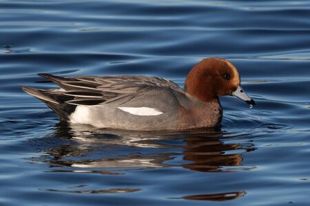 Eurasian Wigeon (Anas penelope) adult male, swimming in a small lake in Southern Skane, Sweden.の写真素材