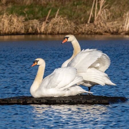 Mute Swans (Cygnus olor) in a small lake in Southern Skane, Sweden.の写真素材