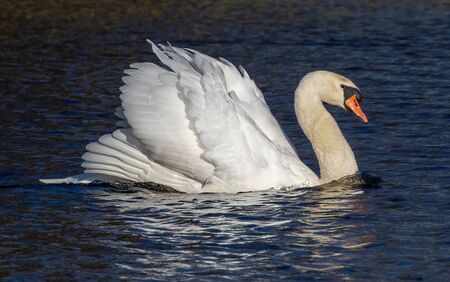 Mute Swan (Cygnus olor) swimming in a small lake in Southern Skane, Sweden.の写真素材