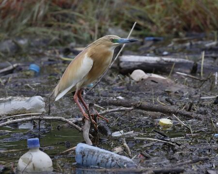 Squacco Heron (Ardeola ralloides) sitting at a local dump in the Northern part of Kerkini Lake in Northern Greece.の写真素材