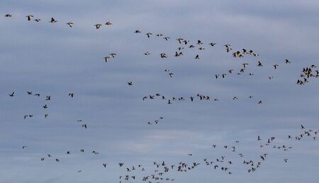 Flock with Barnacle Goose Branta leucopsis flying over Southeastern Oland, Sweden.の写真素材