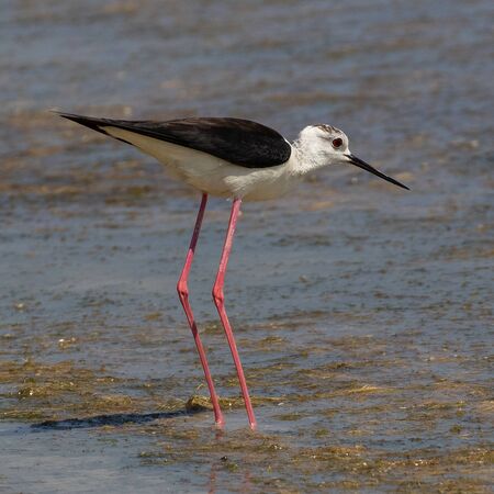 Black-winged Stilt (Himantopus himantopus) at Mikri Vigla on Western Naxos, Greece.の写真素材