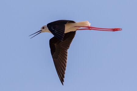 Black-winged Stilt (Himantopus himantopus) flying at Mikri Vigla on Western Naxos, Greece.の写真素材