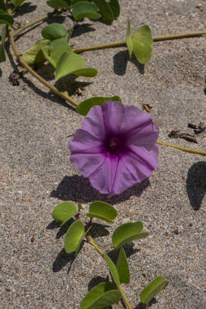 Beach with flowers on the island of Koh Lanta in southern Thailand.の写真素材