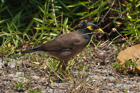 Common Myna (Acridotheres tristis) with nesting material on the island of Koh Kradan in southern Thailand.の写真素材