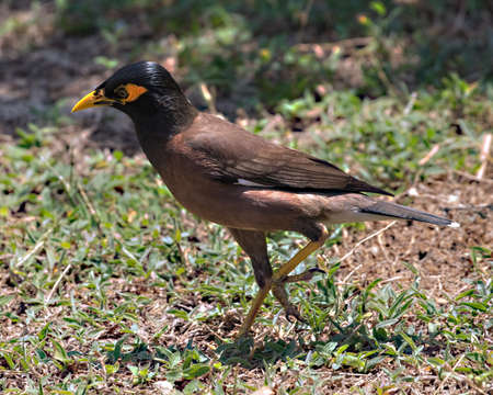 Common Myna (Acridotheres tristis) on the ground on the island of Koh Kradan in southern Thailand.の写真素材