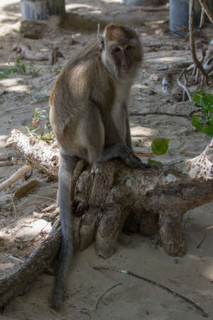 Makaque monkey (Macaca) in Mu Koh Lanta National Park on the southernmost part of Koh Lanta island in southern Thailand.の写真素材