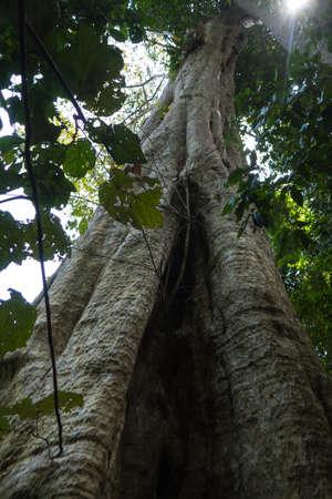 Rainforest in Mu Koh Lanta National Park, on the southernmost part of the island of Koh Lanta in southern Thailand.の写真素材