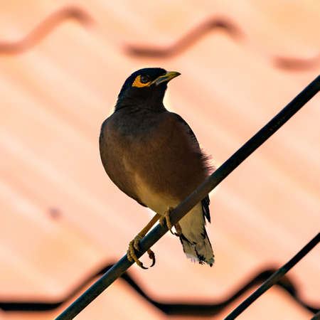Common Myna (Acridotheres tristis) sitting on a wire on the island of Koh Lanta in southern Thailand.の写真素材