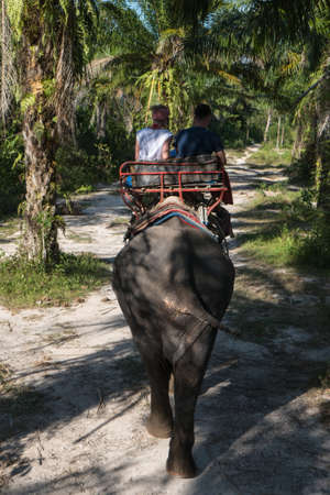Elephant Trekking at a palm plantation outside Krabi in southern Thailand.のeditorial素材