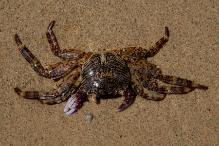Crab by the beach on the small island of Koh Kradan in southern Thailand.の写真素材