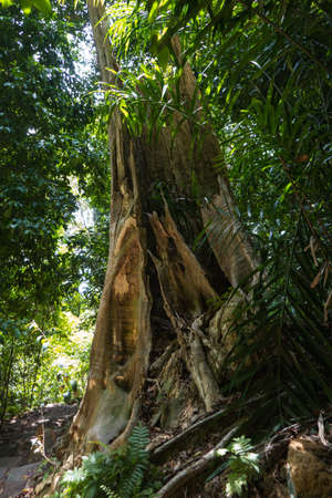Rainforest in Mu Koh Lanta National Park, on the southernmost part of the island of Koh Lanta in southern Thailand.の写真素材