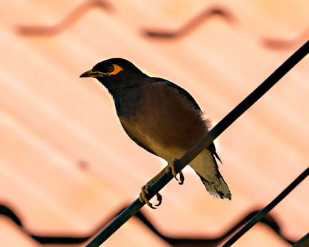 Common Myna (Acridotheres tristis) on a guidewire on the island of Koh Lanta in southern Thailand.の写真素材