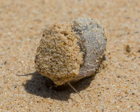 Hermit crab (Paguridae) by a sandy beach on the small island of Koh Kradan in southern Thailand.の写真素材