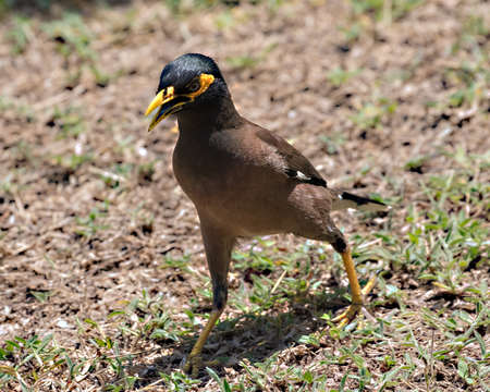 Common Myna (Acridotheres tristis) with nesting material on the island of Koh Kradan in southern Thailand.の写真素材