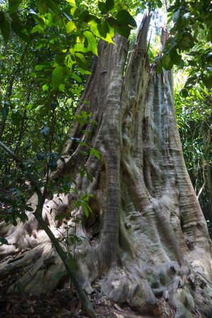 Rainforest in Mu Koh Lanta National Park, on the southernmost part of the island of Koh Lanta in southern Thailand.の写真素材