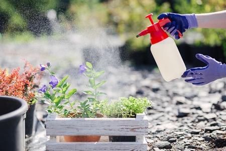 Gardener woman sprinkles flowers from a garden sprayer, close up photoの写真素材