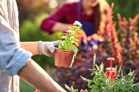 Young guy gardener in garden gloves holds a pot with seedlings in his hand and a girl prunes plants in the wonderful nursery-garden on a sunny day.の写真素材