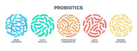 Probiotics. Lactic acid bacterium. Bifidobacterium, lactobacillus, streptococcus thermophilus,...