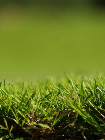 grass backgroundの写真素材