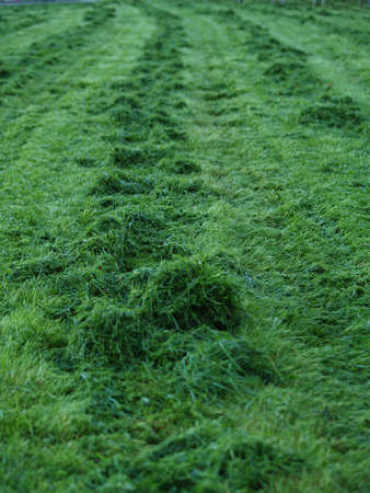 grass fieldの写真素材