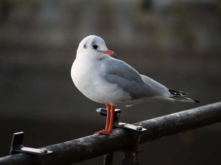 seagull