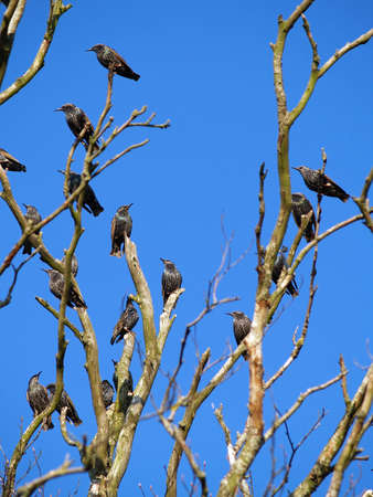 birdsの写真素材