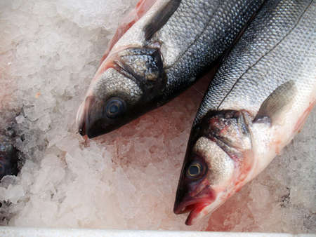 fishes