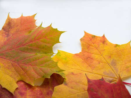 autumn leavesの写真素材